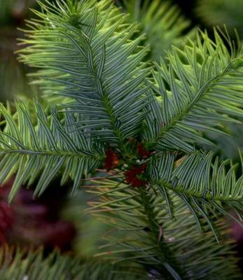 ABIES CONCOLOR